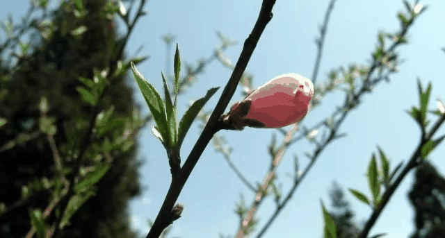 今日立春 | 在這里，邂逅最美春天……