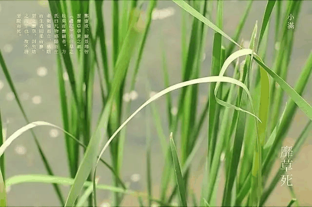今日小滿：愿你的生活幸福美滿！